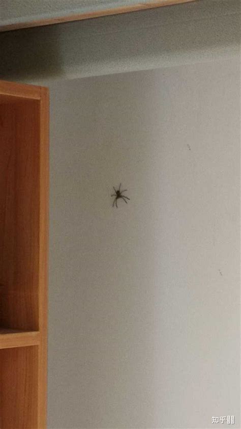 房有蜘蛛